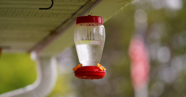Why Oregon Hummingbirds Stop Coming Around A Yard They Used To Visit