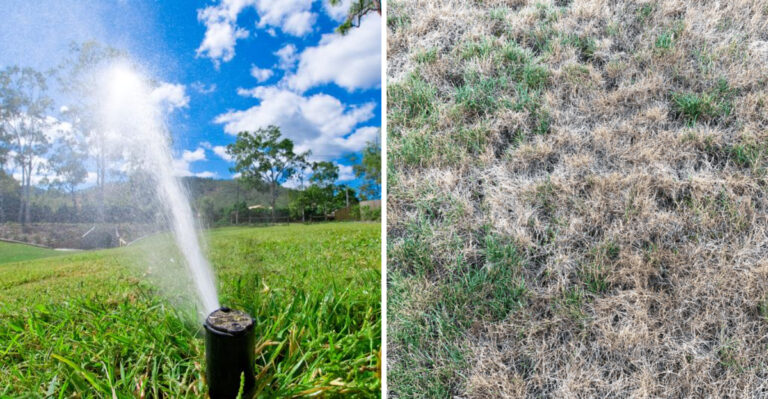 The September Lawn Mistake That Leaves Georgia Grass Weak All Winter