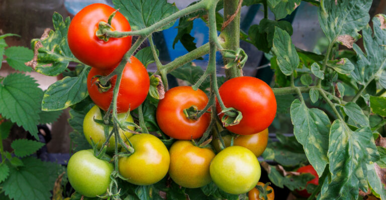 What Oregon Tomatoes Need Right Now For A Bigger September Harvest