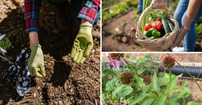 The Maryland Garden Tasks Every Homeowner Should Tackle The First Week Of August