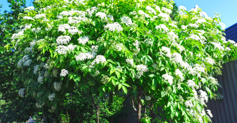 elderberry