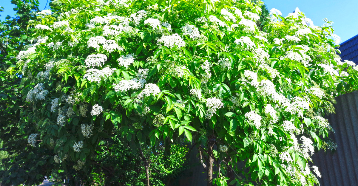 elderberry