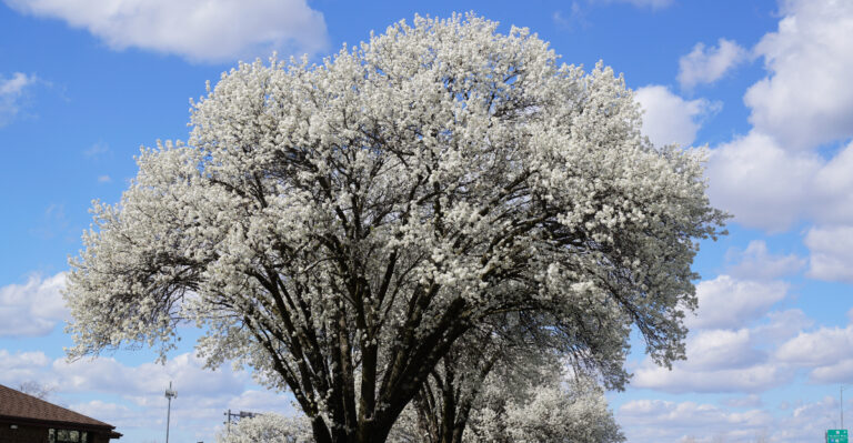Why Virginia Homeowners Are Removing Bradford Pear Trees