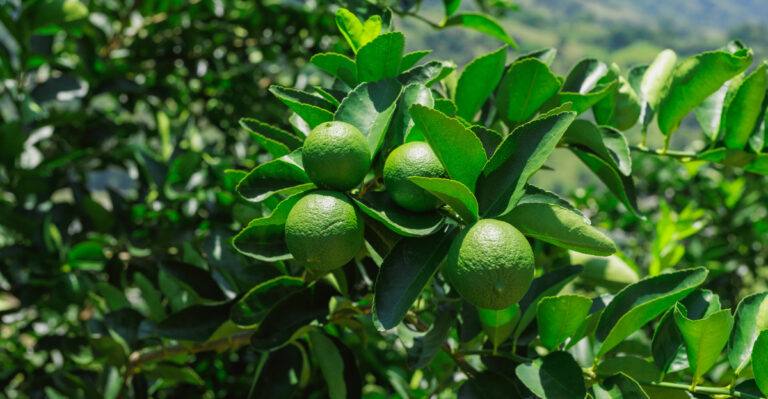 Why California Meyer Lemons Stay Green Longer Than Gardeners Expect