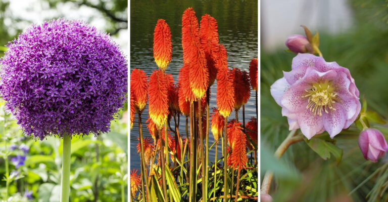 The Perennials Oregon Deer And Rabbits Usually Pass Over