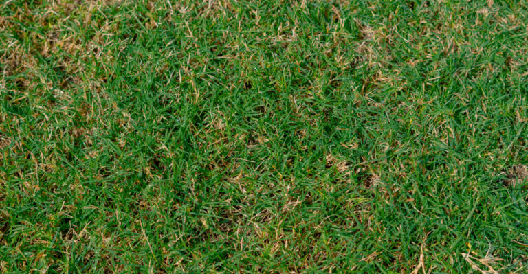 bermuda grass