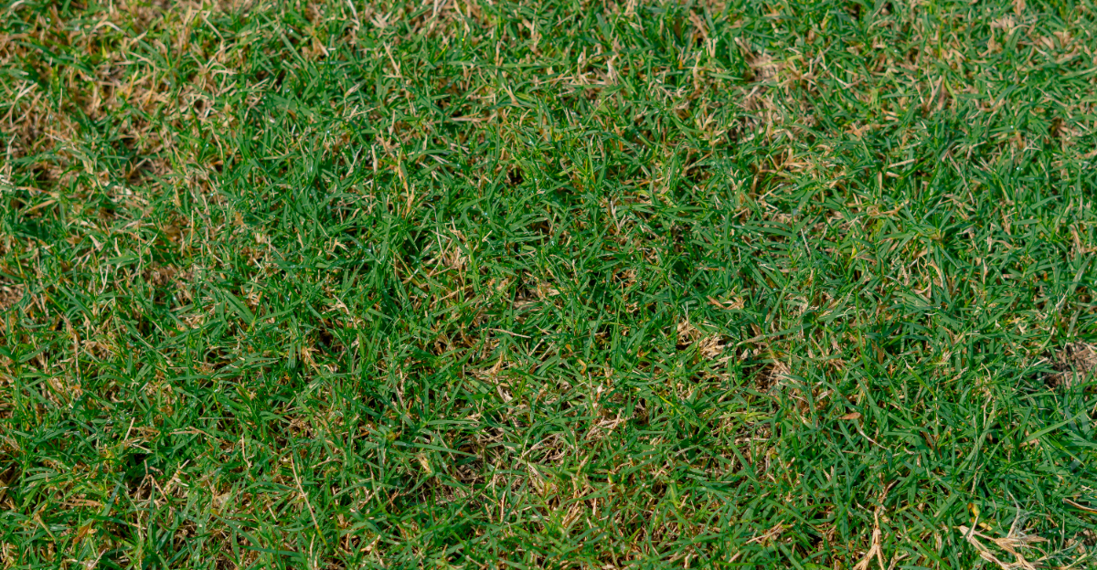 bermuda grass