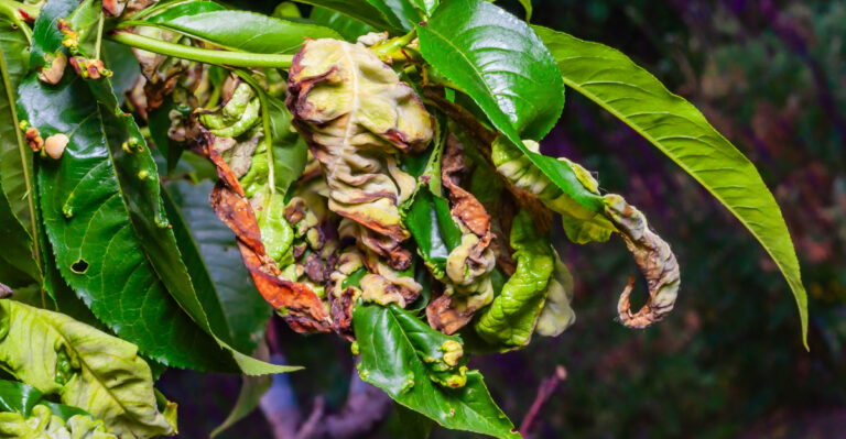 peach tree leaf curl