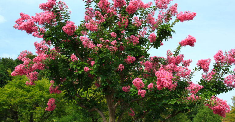 crape myrtle