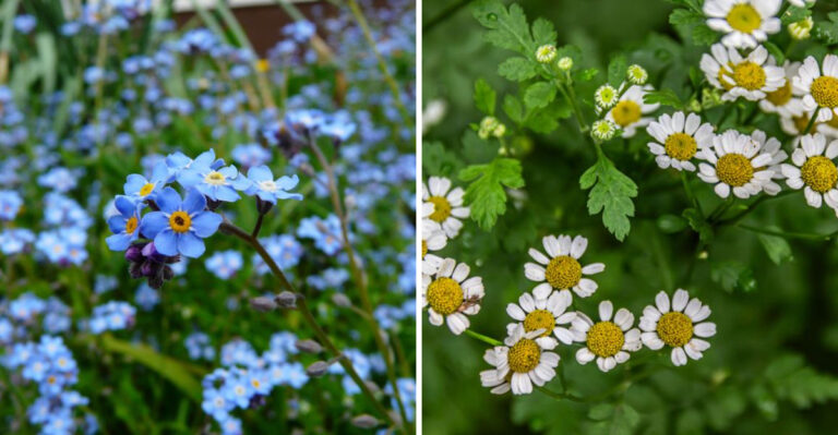 Think Twice Before Planting These Flowers In Your Wisconsin Garden