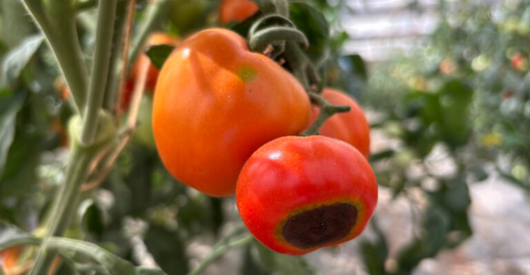 Why Oregon Tomatoes Develop Blossom-End Rot During The Driest Part Of Summer