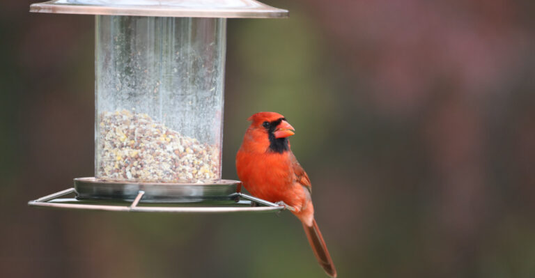 Cardinal On A Feeder