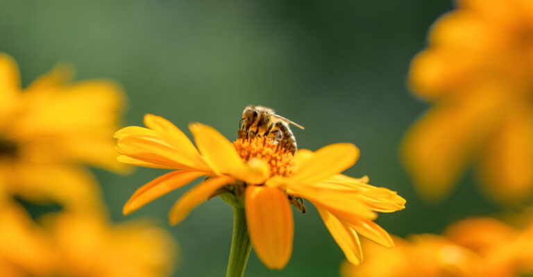 Bees Notice More Than Color And These Hidden Reasons Explain Why They Skip Your Flower Beds