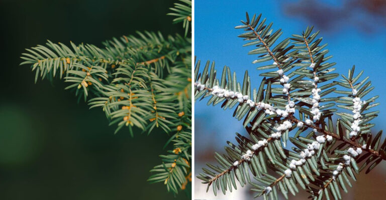 This Nearly Invisible Pest Is Hiding In Maine’s Hemlock Trees