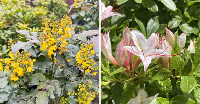These Oregon Plants Keep Their Shape Without Becoming A Shearing Project