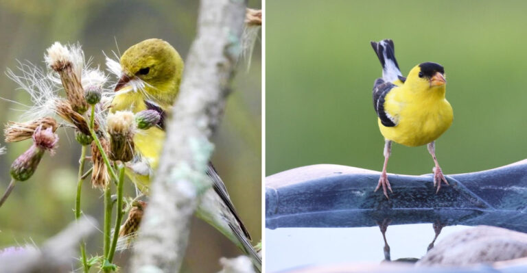 goldfinch