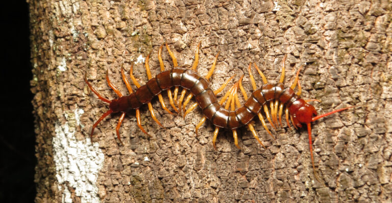 What It Means When Centipedes Hide Under North Carolina Patio Pots After Rain