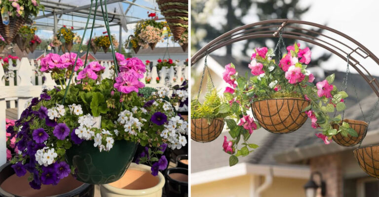 Why Checking Your Pennsylvania Hanging Baskets Today Prevents Weekend Heat Shock
