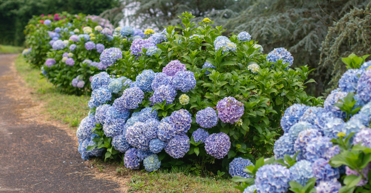 hydrangea macrophylla