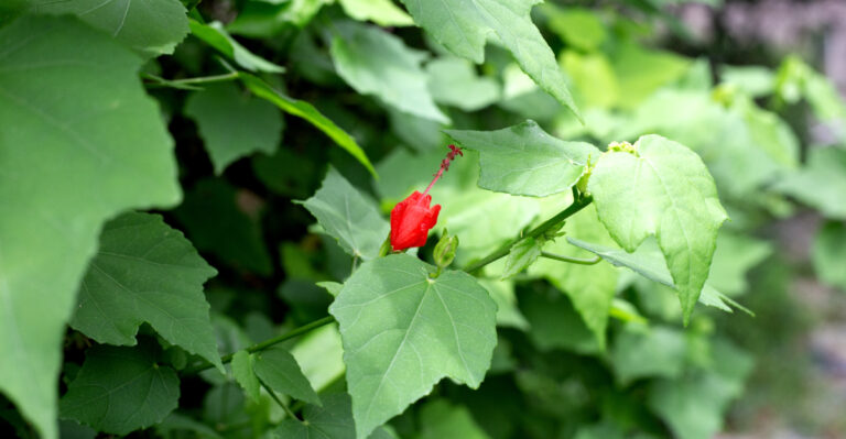 hibiscus (featured image)