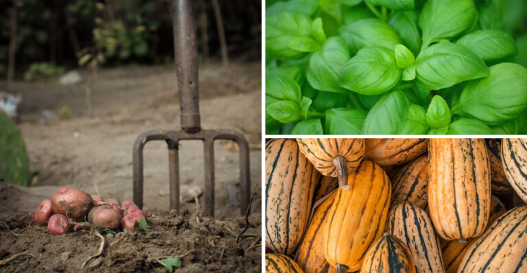 10 Crops To Harvest Before Vermont’s Cold Snap Arrives This Fall