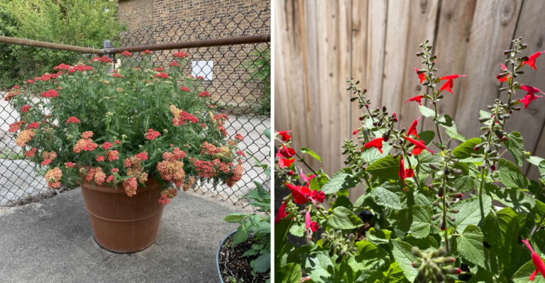 Texas Porch Plants That Support Natural Enemies Of Leaf-Footed Bugs Near The House