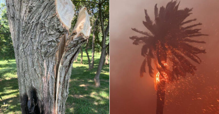Can Your California HOA Force You To Remove A Fire-Prone Tree?