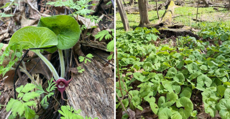 This Tough Groundcover Is Becoming A Smarter Mulch Alternative In Michigan Shade Gardens