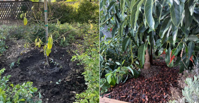 California Late-Summer Watering Mistake That Can Encourage Avocado Root Problems