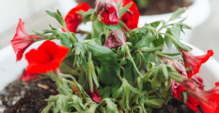 petunias
