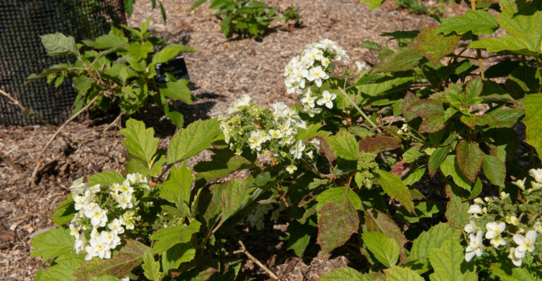 The Hydrangea Mulch Mistake That Traps Too Much Heat Around Michigan Roots
