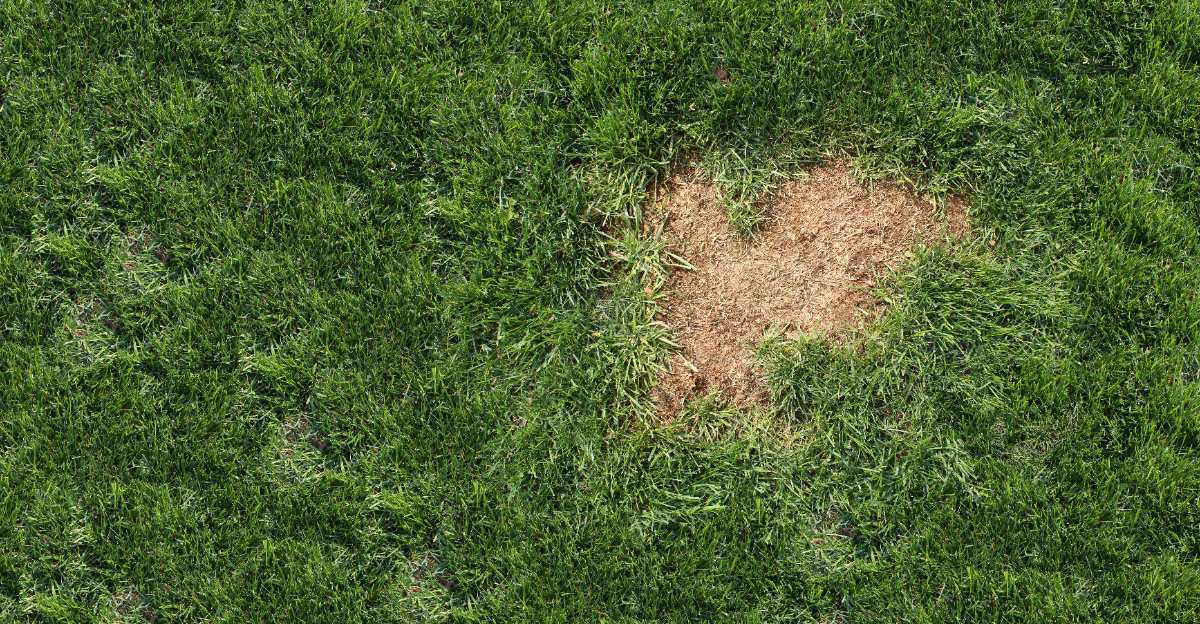 lawn patch
