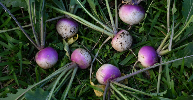The Easiest Fall Crops California Gardeners Can Still Start In Mid-August