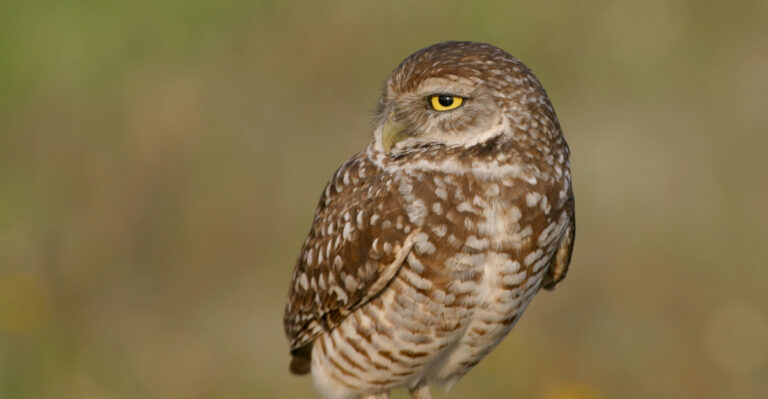 What It Really Means When Owls Start Calling Near Your Texas Home At Night
