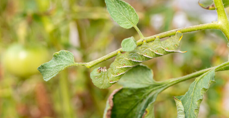 The Hidden Pest Michigan Gardeners Should Check For When Tomato Leaves Disappear Overnight