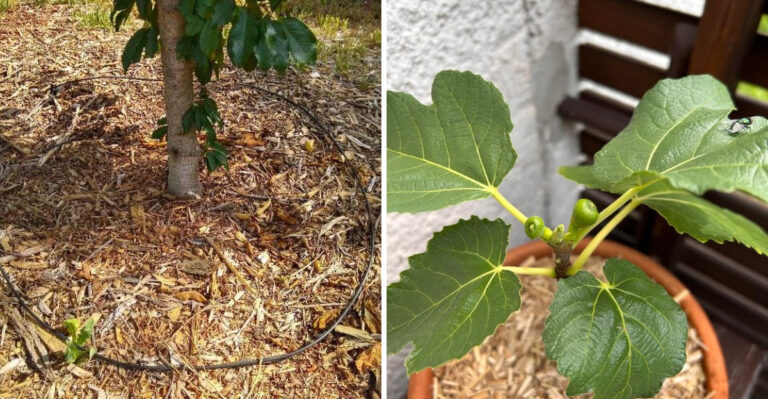 This Is What California Fruit Trees Need Most During August Heatwaves