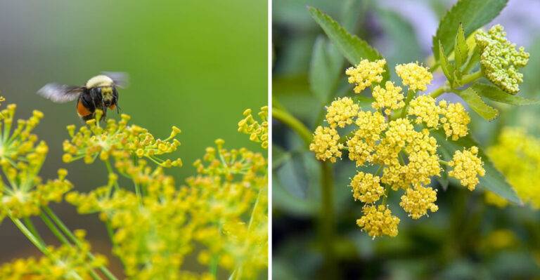 The Once-Common Connecticut Wildflower Now Considered Threatened