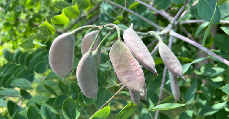 This Stunning Illinois Native Tree Deserves Far More Credit