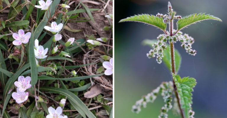 These Pennsylvania Wild Edibles Must Be Left Alone On State Game Lands