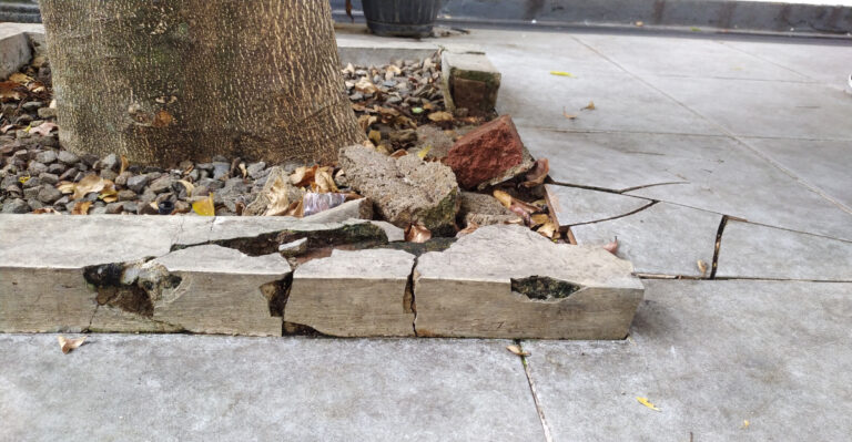 Who Is Responsible When Tree Roots Crack A Neighbor’s Driveway In California?