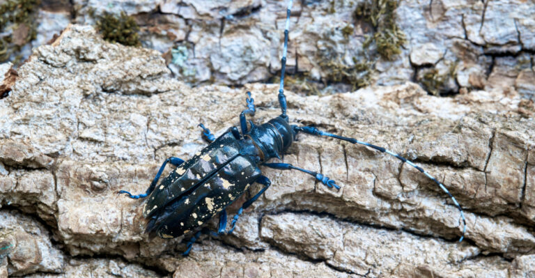 The Real Reason This Winged Pest Is Showing Up On Massachusetts Maples