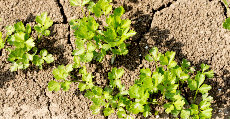 What The End Of Georgia’s 11-Month Drought Means For Your Garden Now