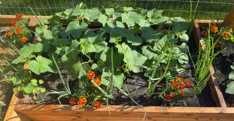 10 Proven Natural Ways To Keep Pests Out Of Your Wyoming Vegetable Garden Without Chemicals