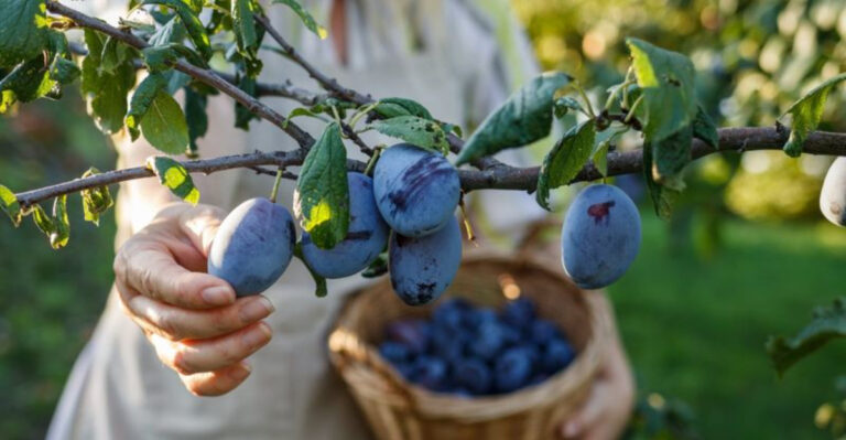 Why Backyard Plums Crack Or Rot After Late-Summer Rain In Oregon
