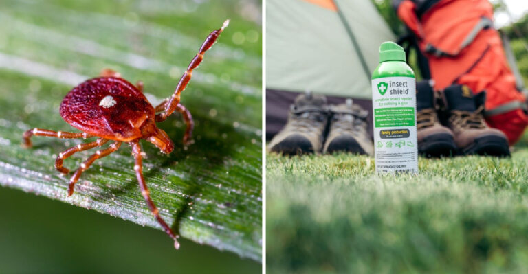 The Bluegrass State Has A Tick Problem That Has Nothing To Do With Lyme Disease