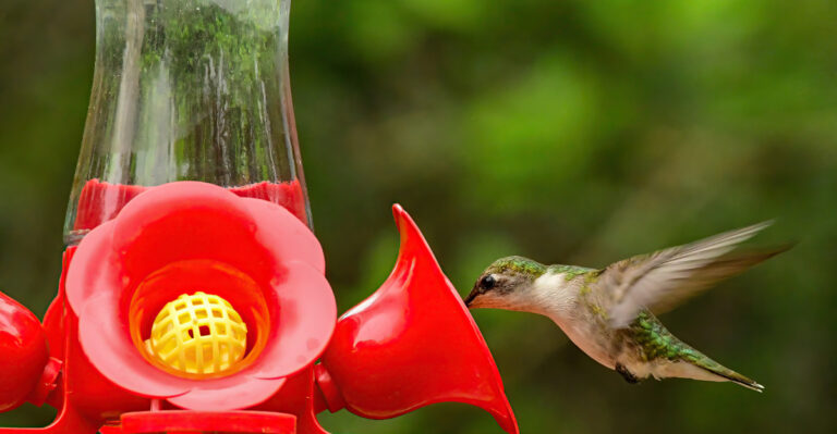 The Surprising Reason So Many Hummingbirds Are Crowding Missouri Feeders This Late Summer