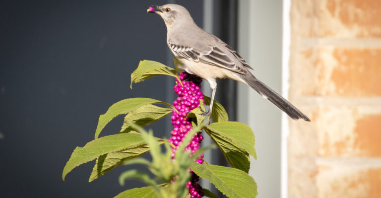 mockingbird on american beautyberry