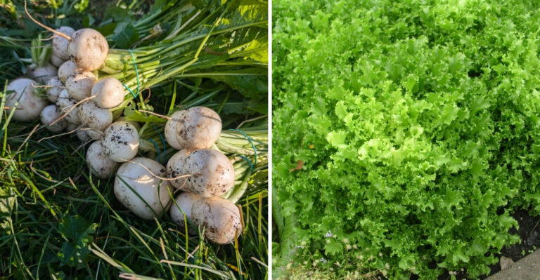 The Leafy Greens Arizona Gardeners Can Start Planting In September