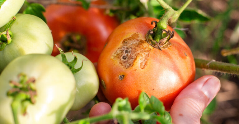 Never Harvest Wet North Carolina Tomatoes After A Storm Or You Will Spread Disease