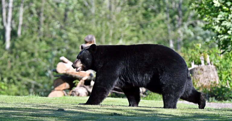 Why Ripe Fruit Trees Are Pulling Utah’s Black Bears Into Neighborhoods
